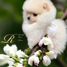 Pomeranian Puppies from Silver’s Reigning Heir Poms