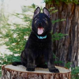 Ronan - Sable male German Shepherd puppy in Coarsegold, California from Yosemite Shepherds