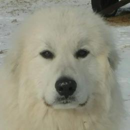 Penelope - Great Pyrenees