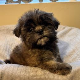 Little Lion - Liver male Shih Tzu puppy in Kodak, Tennessee from Cutshall Babies