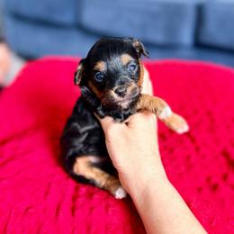 Raven - Phantom female Maltipoo puppy in West Jordan, Utah from Gem Puppies of Utah