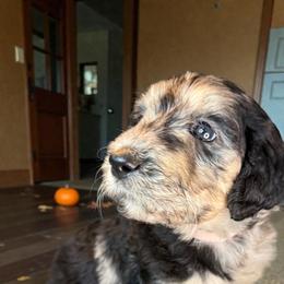 Pink - Merle female Sheepadoodle puppy in Salem, Oregon from Oregon Poodle Oodle Doodles