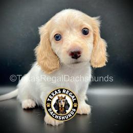 Hope - Cream female Dachshund puppy in Houston, Texas from Texas Regal Dachshunds LLC