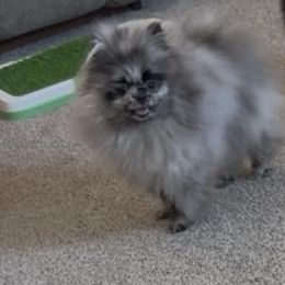 Poof - Blue merle female Pomeranian puppy in Pueblo, Colorado from Rocky Mountain Pomeranians
