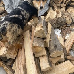American Corgi and Pembroke Welsh Corgi All Grown Up from Rawson Ridge Corgis
