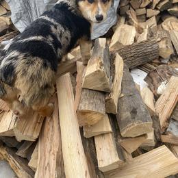 American Corgi and Pembroke Welsh Corgi All Grown Up from Rawson Ridge Corgis