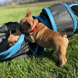 French Bulldog Puppies from Miller Frenchie Farm