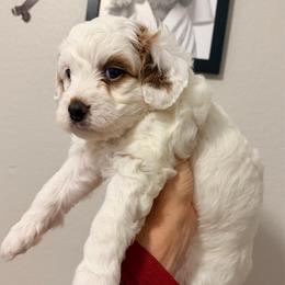 Kanga - Parti female Goldendoodle puppy in Bradenton, Florida from Christianna’s Mini Goldendoodles