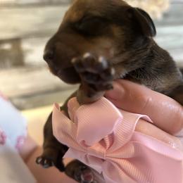 Fiona - Sable female Dachshund puppy in Conroe, Texas from Harper’s Waggin Winnie’s