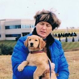 Golden Retriever Puppies from SureFire Golden’s