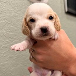 Ron - Lemon and white male Basset Hound puppy in Gulf Breeze, Florida from Breeze Basset Hounds