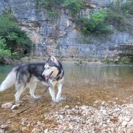 Apollo - Siberian Husky