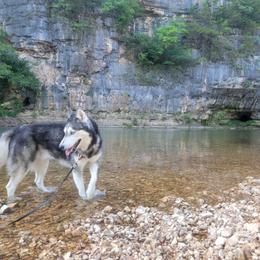 Apollo - Siberian Husky