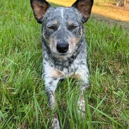Rein - Australian Cattle Dog