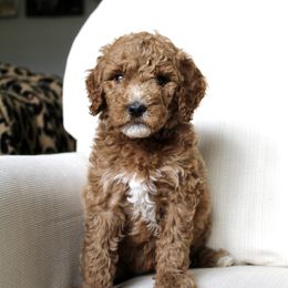 Agnes - Red  female Goldendoodle puppy in College Station, Texas from Em & El Doodles