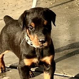 Jax - Black and rust Doberman Pinscher puppy in Valley Center, California from TnT Dobermans