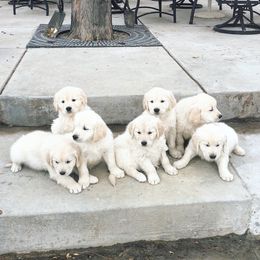 Golden Retriever Puppies from Montana Puppies