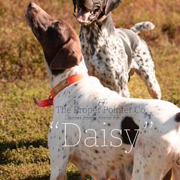 Daisy - Liver and white female German Shorthaired Pointer puppy in Six Mile, South Carolina from The Proper Pointer Co.
