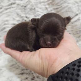 Girl 1 - Chocolate and tan female Chihuahua puppy in Richmond, Virginia from Breens