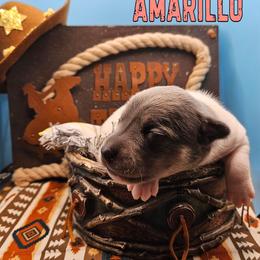 Amarillo - White and blue female Rat Terrier puppy in Lynn, Alabama from Cryptic Rat Terriers