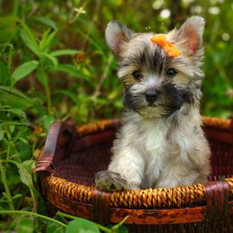 Companion Cross, Havanese, Mal-Shi, Maltese, Maltipoo, Morkie, and Shih Tzu Puppies from Seeking Shalom Acres Maltese, Maltipoos & Havamalts