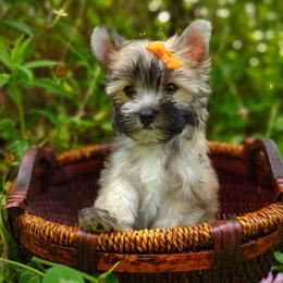 Companion Cross, Havanese, Mal-Shi, Maltese, Maltipoo, Morkie, and Shih Tzu Puppies from Seeking Shalom Acres Maltese, Maltipoos & Havamalts