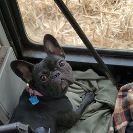 French Bulldogs from Loyal Companion Kennels