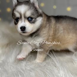 Bonnie - Silver and white female Pomsky puppy in Rossville, Georgia from Scenic City Pomskies
