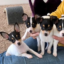 Toy Fox Terrier Puppies from FritzFox Toy Fox Terriers