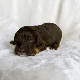 Brooks - Red tri-color male Aussiedoodle puppy in Burbank, Ohio from Berns & Doodles