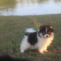 TJ - Black and tan parti male Pomeranian puppy in Andrews, South Carolina from Purple Diamonds Kennel