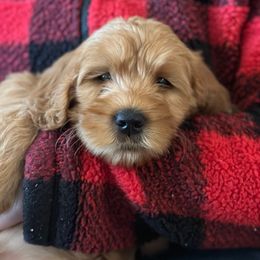 Sweetheart - Red Australian Labradoodle puppy in Riverside, California from Sycamore Canyon Labradoodle