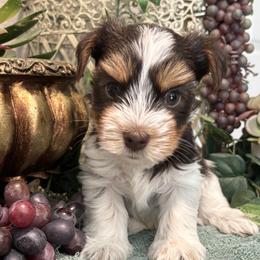 Hershey - Chocolate tan and white male Biewer Terrier puppy in Oklahoma from Rocky Oak Cavaliers & Biewer Terriers LLC