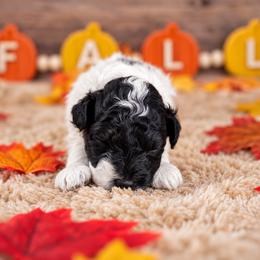 Harvest - Tri-color male Bernedoodle puppy in Erda, Utah from Country Lane Doodles