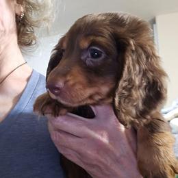 Gemma's boy - Chocolate and tan male Dachshund puppy in Lyle, Washington from Wines Wienery