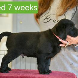 Boy 6 - male Labrador Retriever puppy in Olivehust, California from Dogwood Labradors