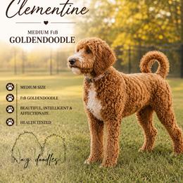 Clementine - Goldendoodle