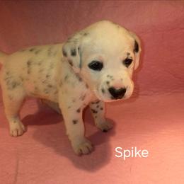 Spike - White and black male Dalmatian puppy in Sharpsburg, Maryland from Antietam Dalmatians