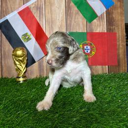 Cristiano Ronaldo (Portugal) - Merle male Labradoodle puppy in Kingston, Georgia from CC Familydoodles