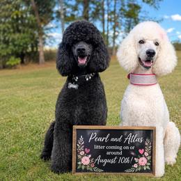 Poodle puppies from Dreamland Standard Poodles