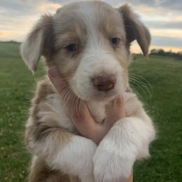 American Corgi, Australian Shepherd, and Pembroke Welsh Corgi Puppies from Fluffy Butt Acres