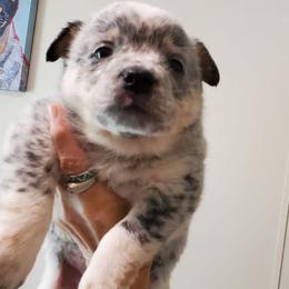 Plain face - Blue mottled female Australian Cattle Dog puppy in Lenoir, North Carolina from Blue Coyote Ranch