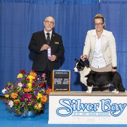 Cardigan Welsh Corgi Puppies from Dragonfly Cardigans