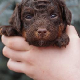 Chocolate - Phantom female Poodle puppy in Caldwell, Idaho from Treasure Valley Poodles