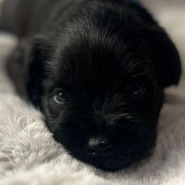 Toby- Brown Collar - Black male Miniature Schnauzer puppy in Yucaipa, California from Mt. View's Pretty Little Schnauzers