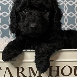 Cockapoo, Goldendoodle, and Poodle Puppies from Mason Farmhouse Poodles, Doodles & Poos (Breeding & Stud Services)