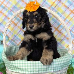Nikki - Phantom female Bernedoodle puppy in Yale, Michigan from Angie's Goldendoodles/Angies doodles LLC