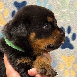 Boy 2 - Black and mahogany male Rottweiler puppy in Newfoundland, Pennsylvania from Poconopaws