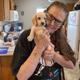 Dachshund Puppies from Forever home dachshunds