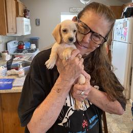 Dachshund Puppies from Forever home dachshunds